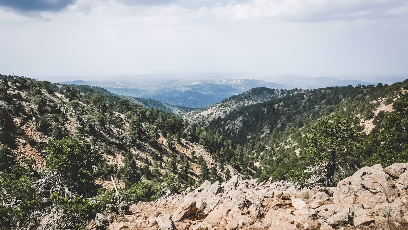 Udsigt over Troodos-bjergenes skovklædte bjergkam på Cypern, med grusveje der slynger sig gennem cederskoven