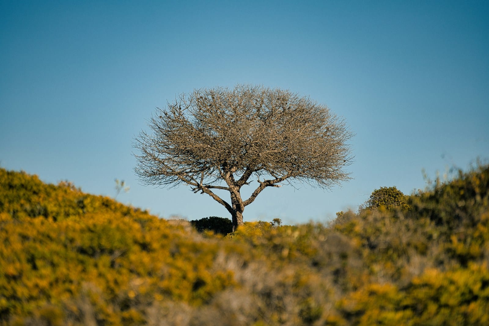 En stilla grusväg som slingrar genom korkeksskog i Algarves inland, södra Portugal