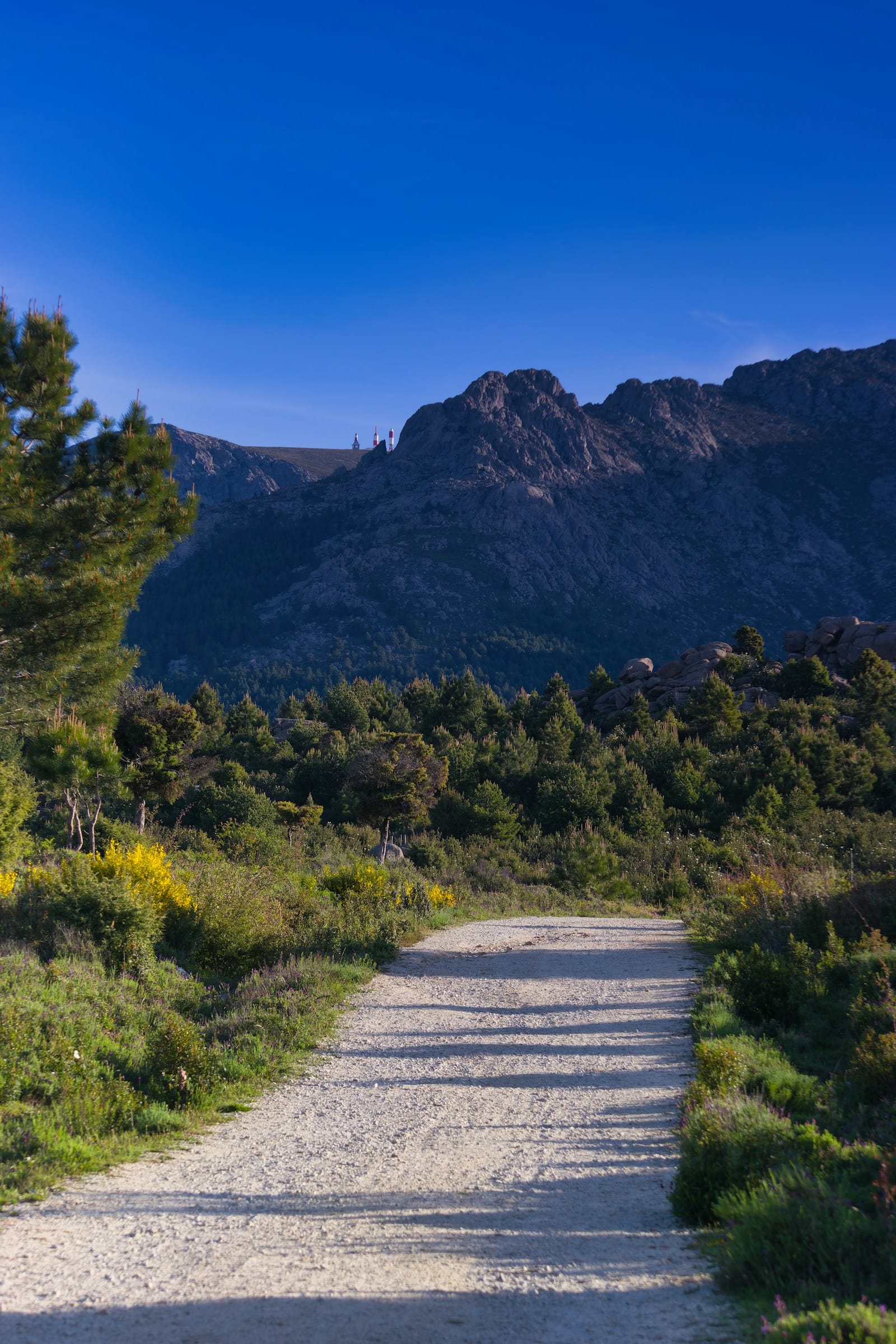En grusvej klatrer gennem ceder- og fyrreskoven i Troodos-bjergene på Cypern